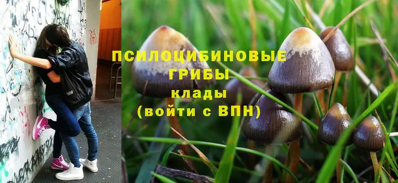 ОМГ ОМГ ссылка  Ардон  Галлюциногенные грибы Psilocybe 